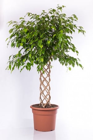 فيكس بنجامينا أخضر مجدول 4 بوصة مركن 20 لتر