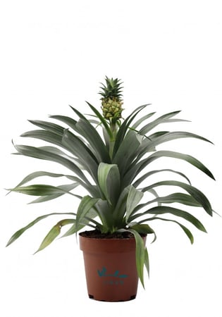 اناناس مركن 12 سم