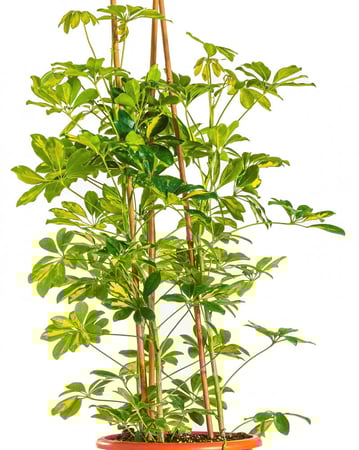 شفليرا جولد كابيلا 3 عود مركن 15 لتر