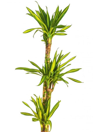 دراسينا ريكي 3 عود مركن 27 سم