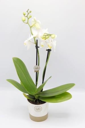 نبتة اوركيد ابيض بحوض بلاستيك مركن 9 سم