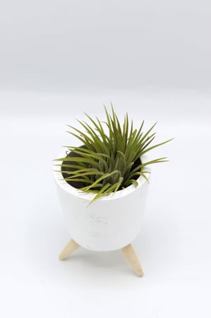 نبتة تيلاندسيا في اصيص فخاري