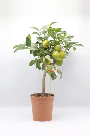 كلامنتينا مركن 15 سم