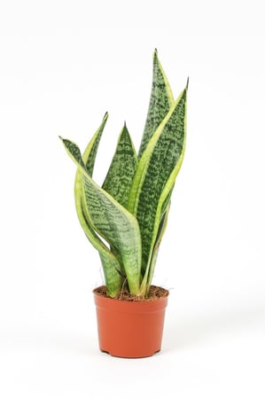 سنسيفيريا تايقر مركن 9 سم