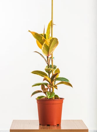 فيكس روبيستا روبى مركن 24 سم