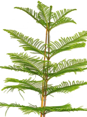 اروكاريا كبير مركن 20 لتر