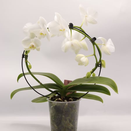 طوق اوركيد ابيض في حوض بلاستيك