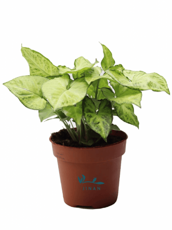 سنجونيوم مركن 12 سم