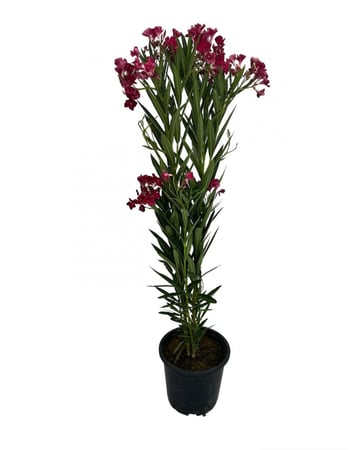 دفله 1عود زهور حمراء مركن27