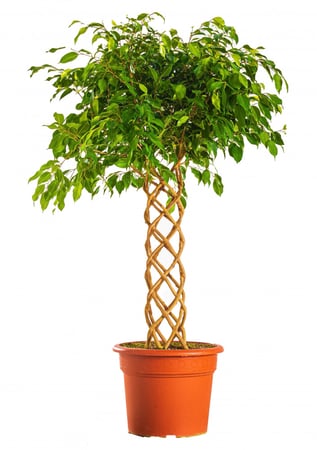 فيكس بنجامينا مجدول 4 بوصة