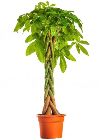 باشيرا مركن 15لتر