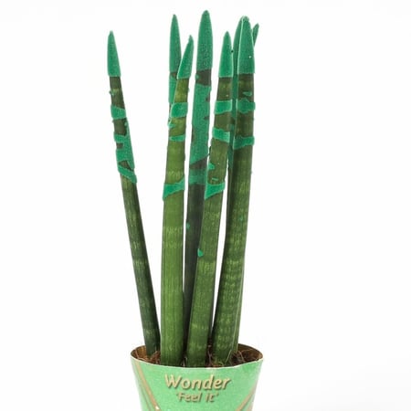 سنسيفيريا اخضر مركن 9 سم