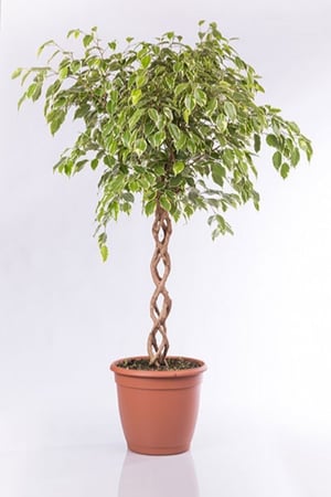 فكس بنجامينا جولد مجدول 1 بوصة مركن 15 لتر