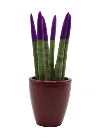 سنسيفيريا اصابع الوان  بأطراف بنفسجيه واصيص سيراميك عودي