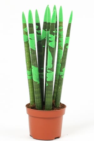 سنسيفيريا أخضر مركن 10.50 سم