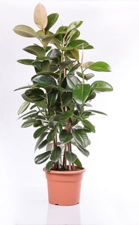 فيكس  روبستا  3 عود مركن 15 لتر