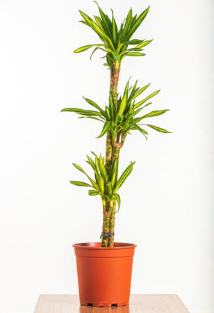 دراسينا ريكي 3 عود مركن 27 سم