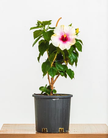 هايبسكس زهور بيضاء مركن 24 سم