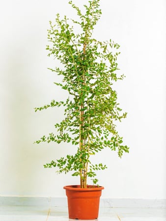 سدر بلدي مركن 27سم