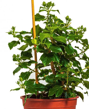 هيبسكس مركن27 سم