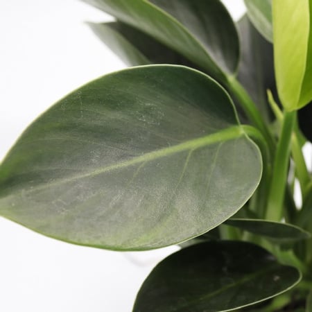 نبتة فيلوديندرون الخضراء