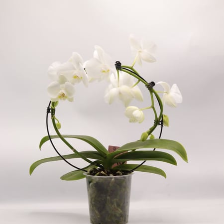 طوق اوركيد ابيض في حوض بلاستيك