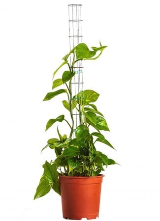 بوتس 1 متر مركن 24 سم