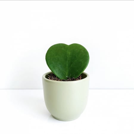 مجموعة النباتات المنزلية الداخلية و الخارجية ( 11 صنف )