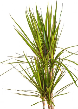 دراسينا مارجيناتا 2 عود مركن 21 سم