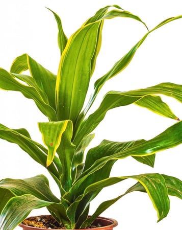 دراسينا ارتورو ( دورادو ) مركن 17 سم