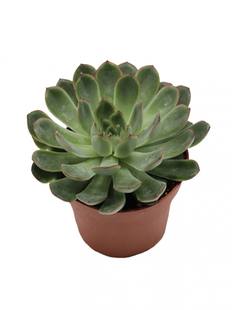 اشفيريا كبيرة مركن 10.5 سم