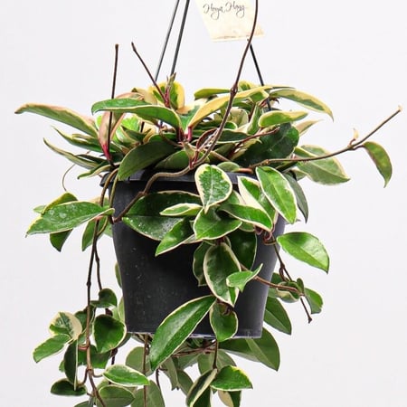 نبتة هويا بمركن علاقي