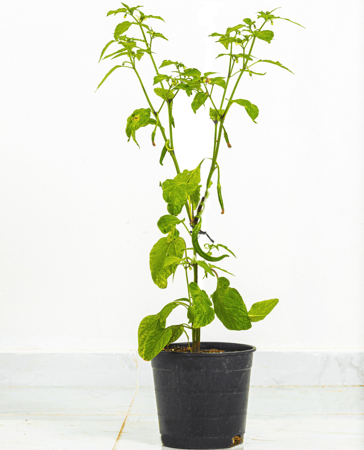 شتله فلفل حار صغيره مركن 22 سم