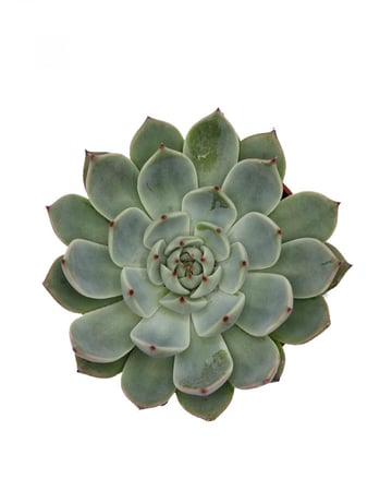 اشفيريا كبيرة مركن 10.5 سم