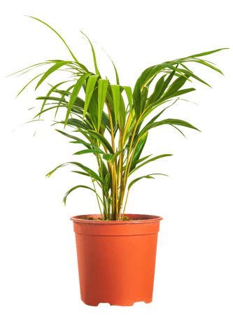 كنتيا مركن 27 سم