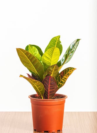 كروتون بيترا مركن 15 سم