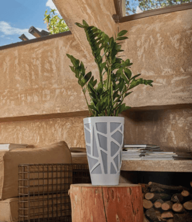 نبتة زاميا في حوض أبيض و رمادي اسطواني