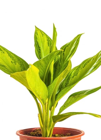 اجلونيما مركن 14 سم