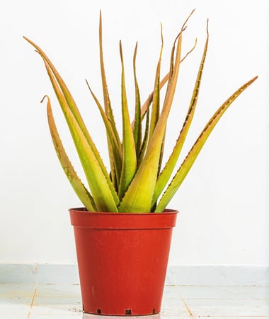 صبار اولفيرا مركن 45 سم