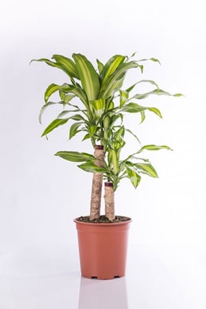 دراسينا ماسنجانا 2 عود مركن 27 سم