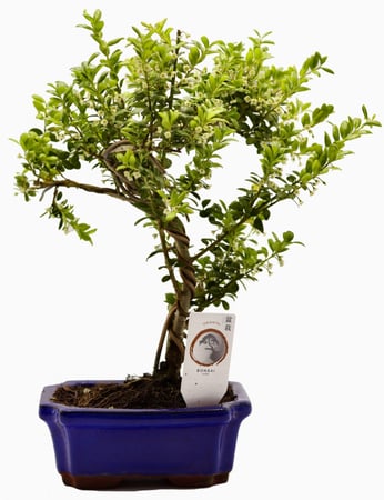 بونساي مركن 15 سم