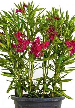 دفله 2 عود زهور حمراء مركن 35 ليتر