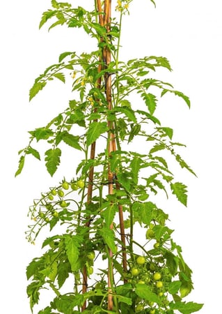 شتله طماطم كبيرة مركن 24 سم