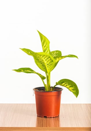 ديفنباخيا مركن 15 سم