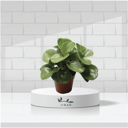 ببروميا مركن 12 سم