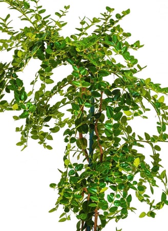 كريسيا مركن 27 سم