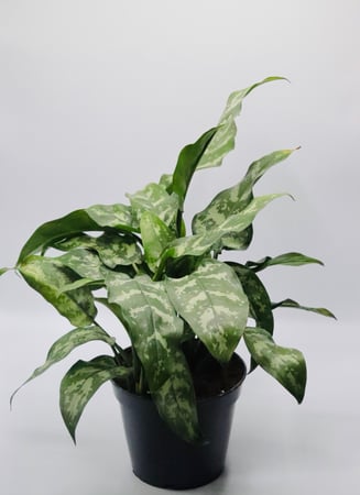 اجلونيما مركن 12 سم