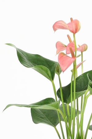 انثوريوم وردي مركن 9 سم