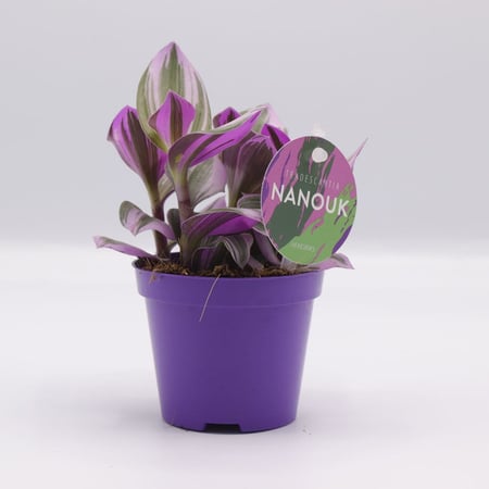 ترادسكانتيا صغيرة