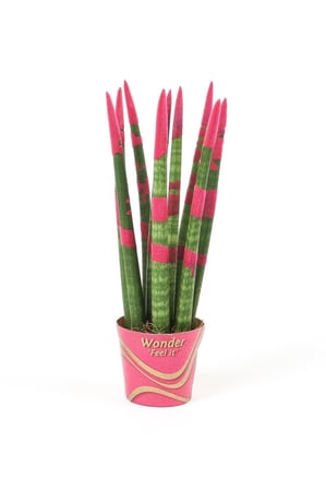 سنسيفيريا وردي مركن 9 سم